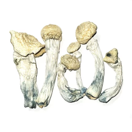 buy Albino Penis Envy Mushroom Oregon