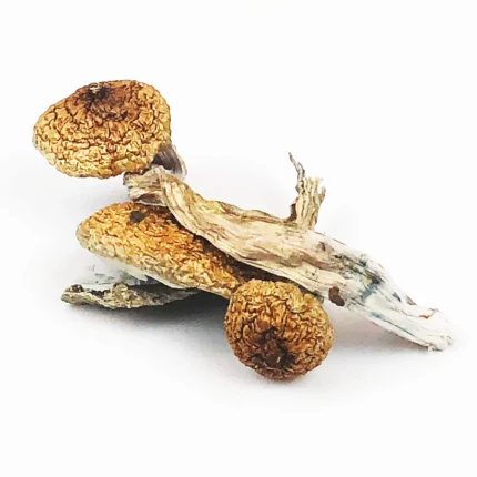 Blue Meanie magic mushrooms for sale Oregon