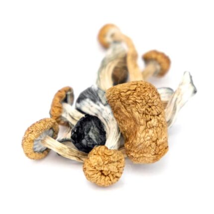 Buy Cambodian mushrooms for sale Oregon.