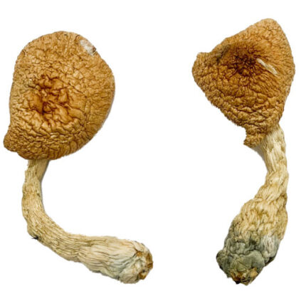 Psilocybe Azurescens For Sale Oregon