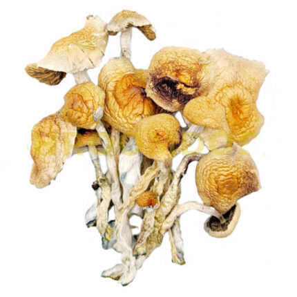 Buy Burma magic mushroom Oregon